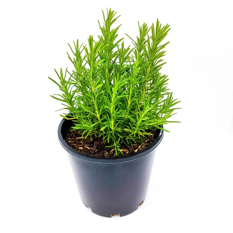 Grow rosemary for appearance and aroma first Grow rosemary for appearance and aroma first