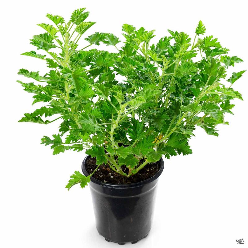 Grow the plant for fragrance, not as your mosquito-control plan Grow the plant for fragrance, not as your mosquito-control plan