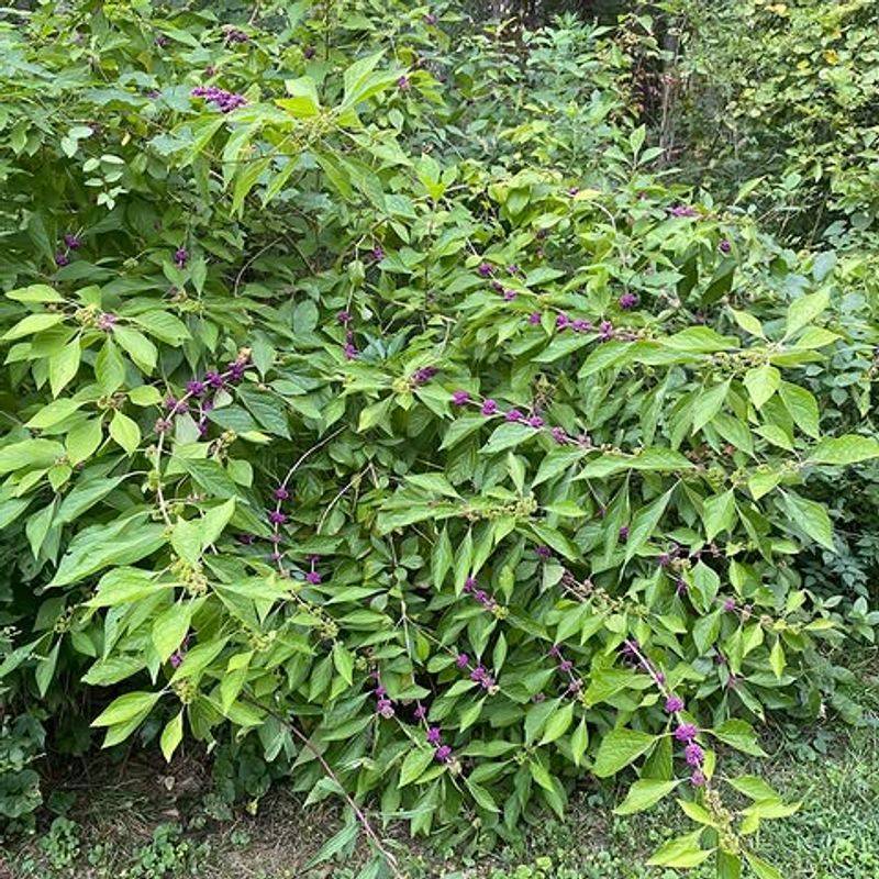 Grow the shrub for habitat without creating dense cover Grow the shrub for habitat without creating dense cover