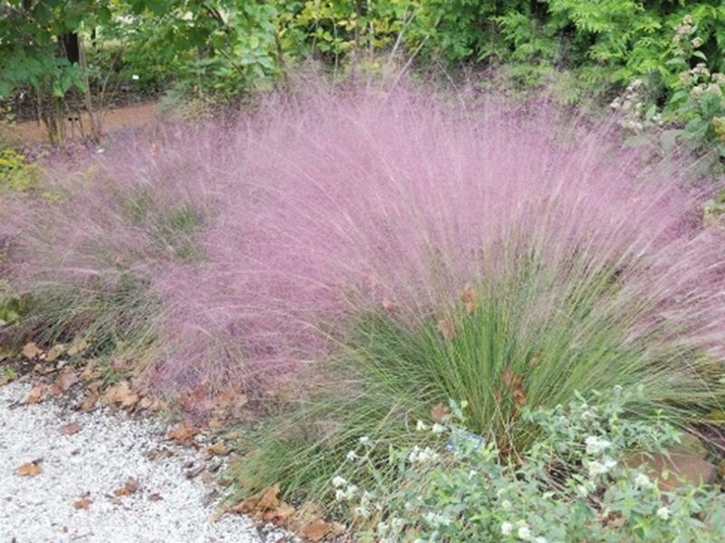 Gulf Coast Muhly Grass Gulf Coast Muhly Grass