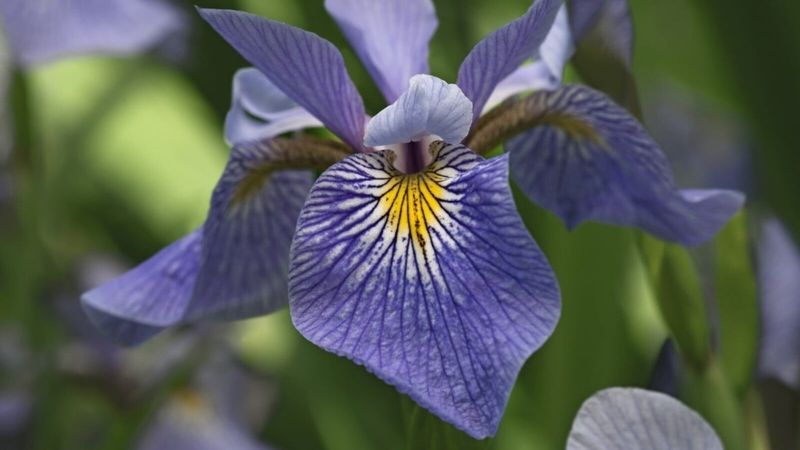 Blue Flag Iris (Iris virginica)