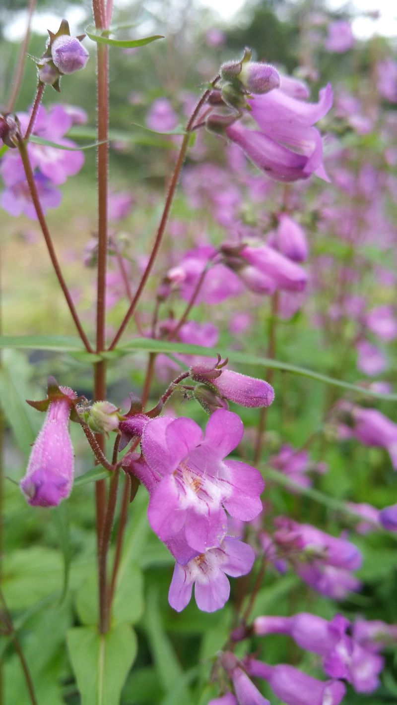 Gulf Coast Penstemon (Penstemon tenuis) Gulf Coast Penstemon (Penstemon tenuis)