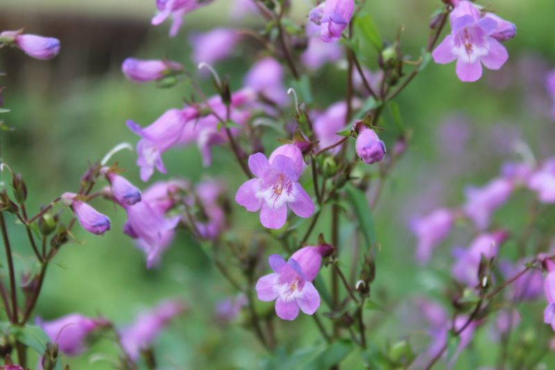 Gulf Coast Penstemon (Penstemon tenuis) Gulf Coast Penstemon (Penstemon tenuis)