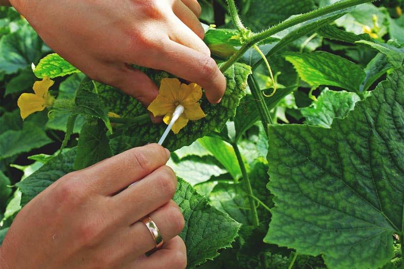 Hand-pollinate an open female flower in the morning