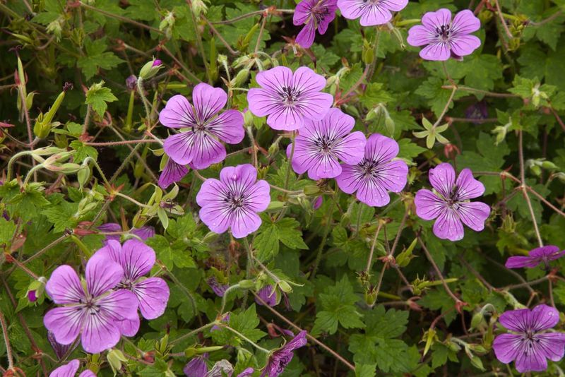 Hardy Geranium (Cranesbill) Hardy Geranium (Cranesbill)
