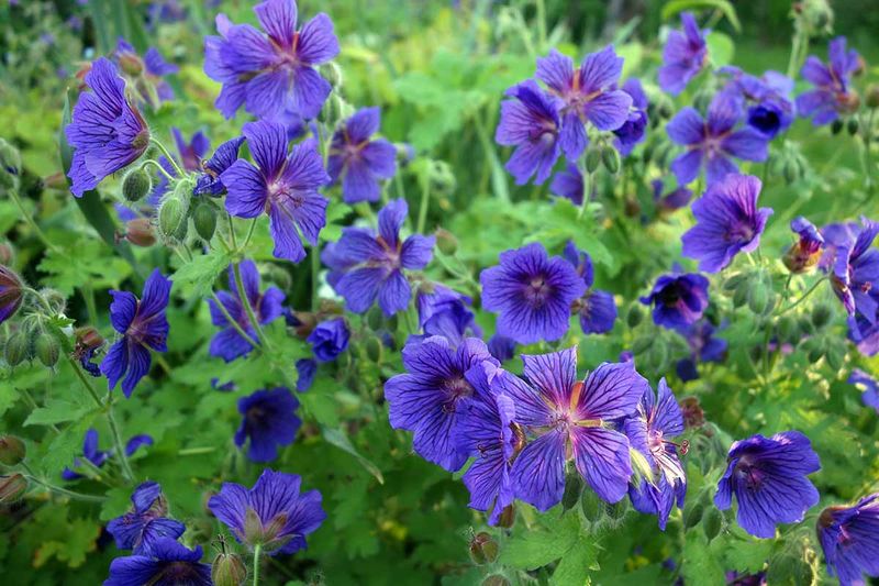 Hardy Geranium (Cranesbill) Hardy Geranium (Cranesbill)