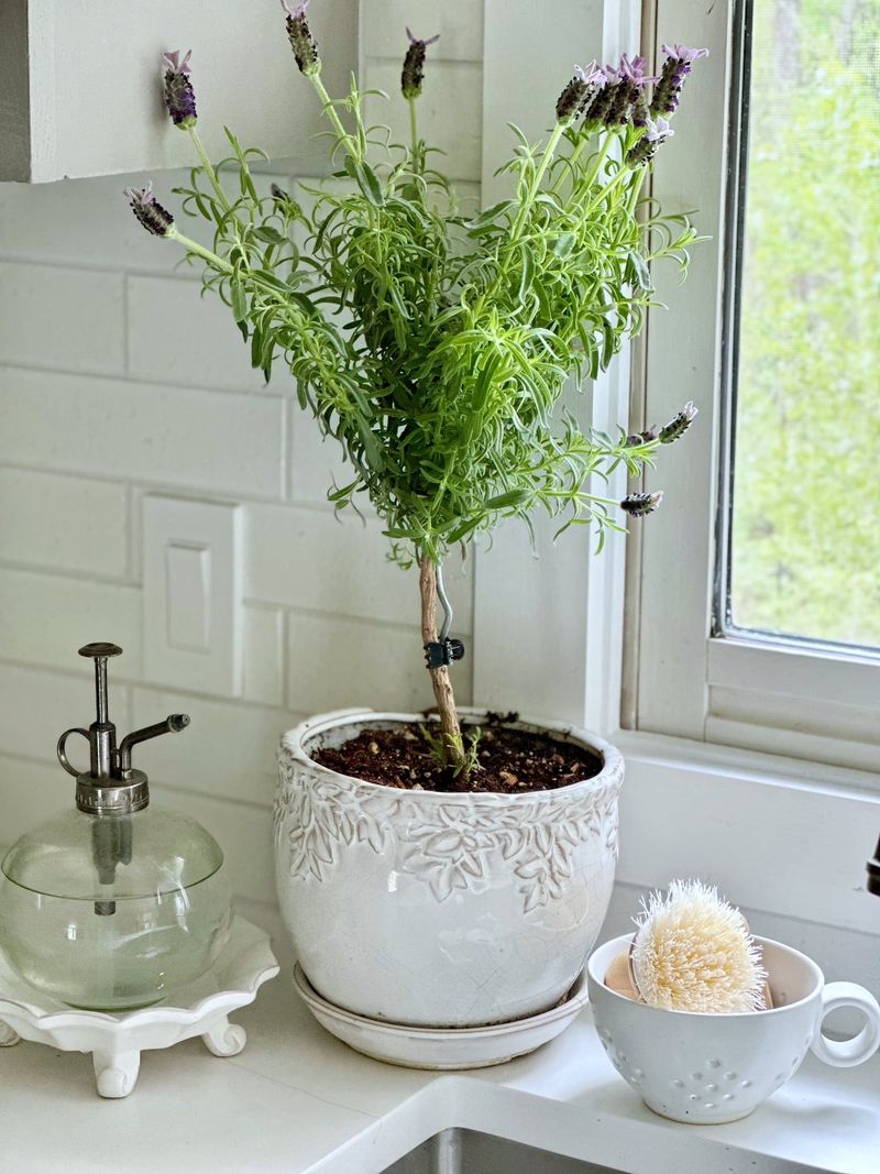 Rotate the Pot for Even Growth