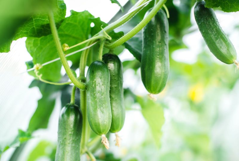 Harvest Often to Protect Quality and Maybe Production