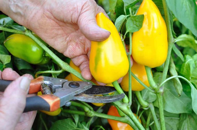Harvest according to the cultivar and fruit stage Harvest according to the cultivar and fruit stage