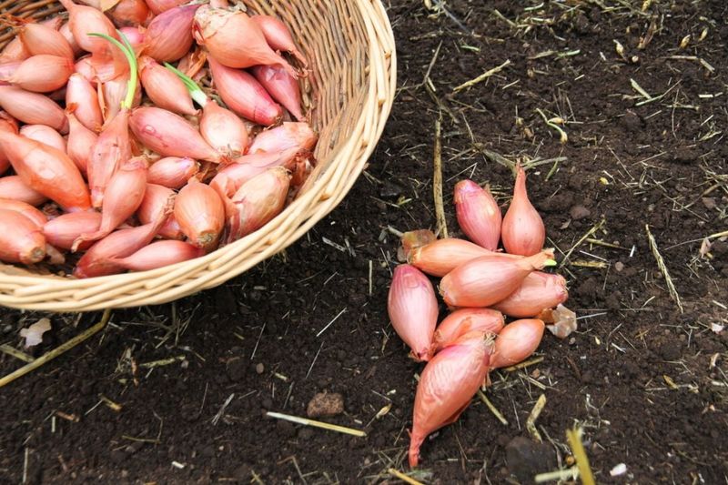 Choose the right planting stock for the result you want