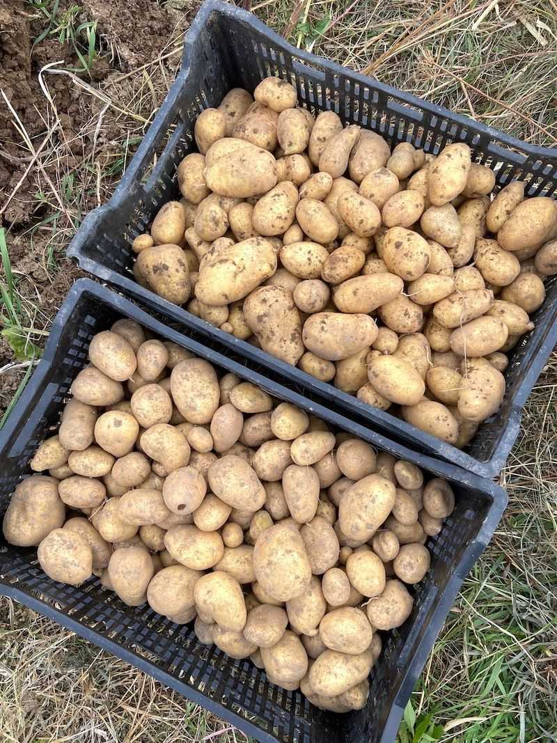 Cure mature potatoes after harvest without treating curing as ripening