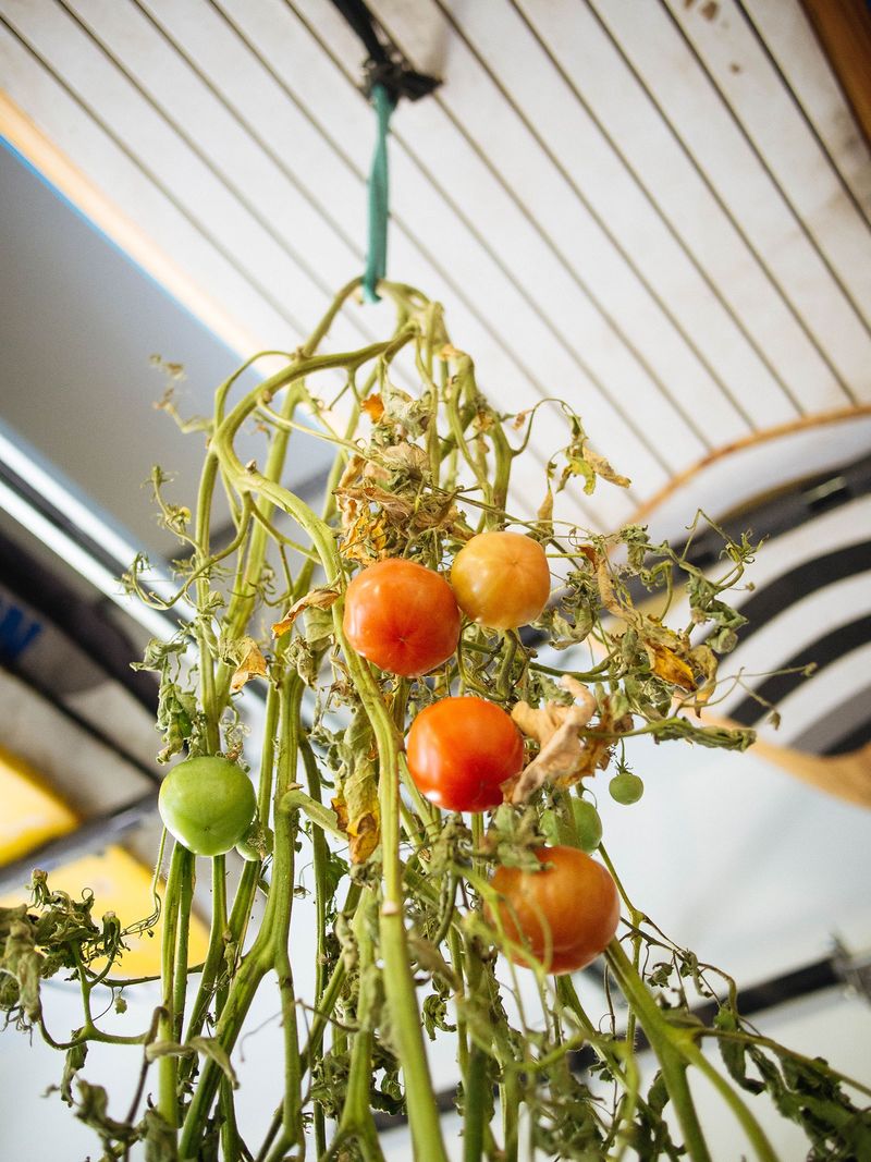 Harvest mature-green fruit for indoor ripening