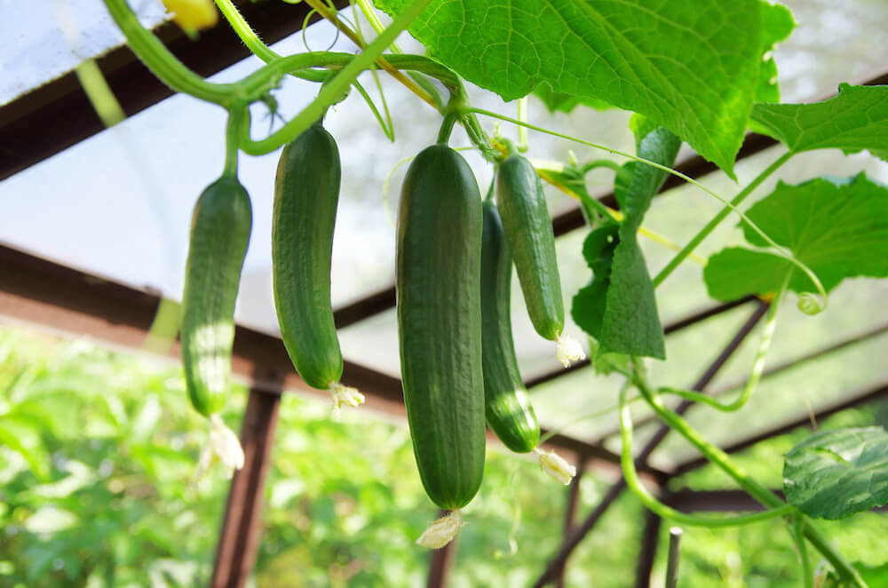 Harvest promptly and handle mildly bitter fruit carefully
