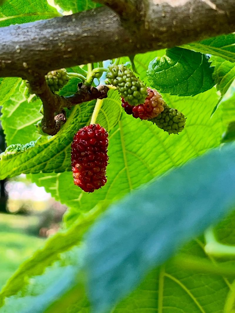 Harvest safely and set realistic fruit expectations