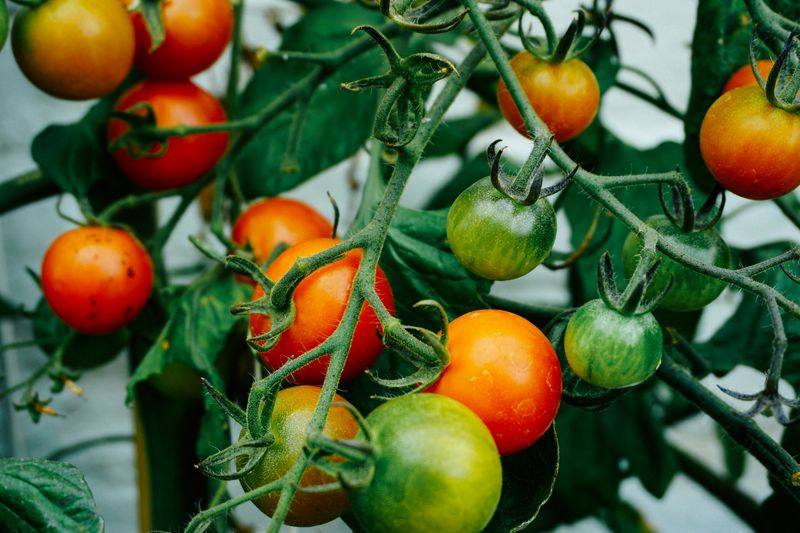 Harvest tomatoes that have reached the right stage