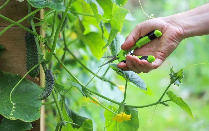 Harvest young fruit and reject extreme bitterness