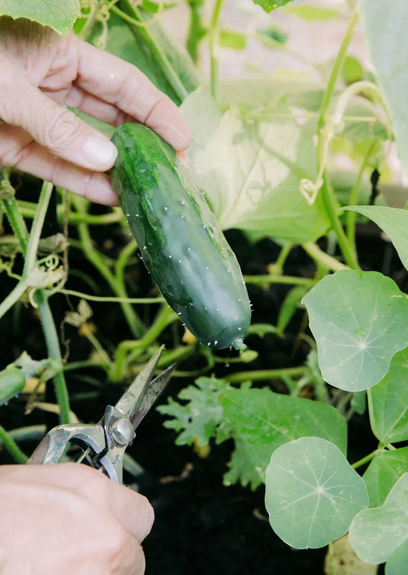 Harvest young fruit before quality declines