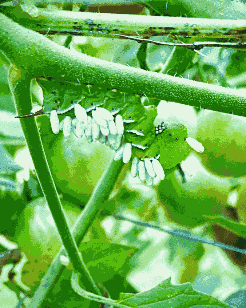 Outsmart Hornworms and Common Tomato Pests