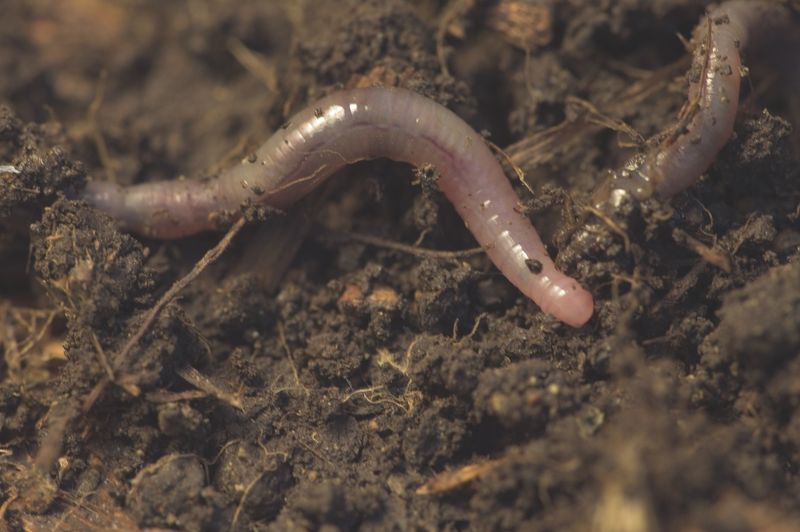 Healthy soil requires more evidence than one animal sighting Healthy soil requires more evidence than one animal sighting