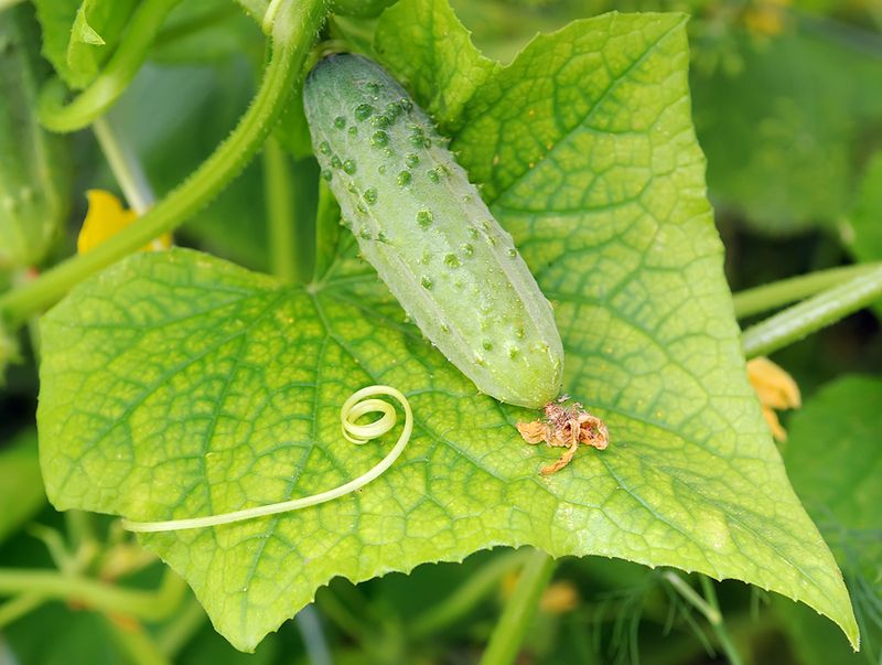 Healthy vines can hide fruit-development stress