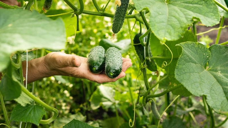 Heat amplifies water stress during fruit development Heat amplifies water stress during fruit development