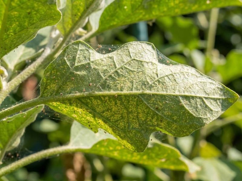 Heat and Spider Mites Can Contribute to the Same Leaf Damage Heat and Spider Mites Can Contribute to the Same Leaf Damage