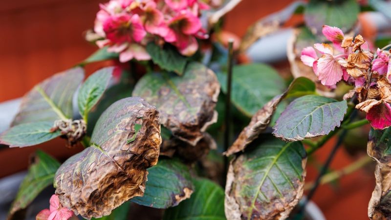 Heat and drought can damage flowers and future buds