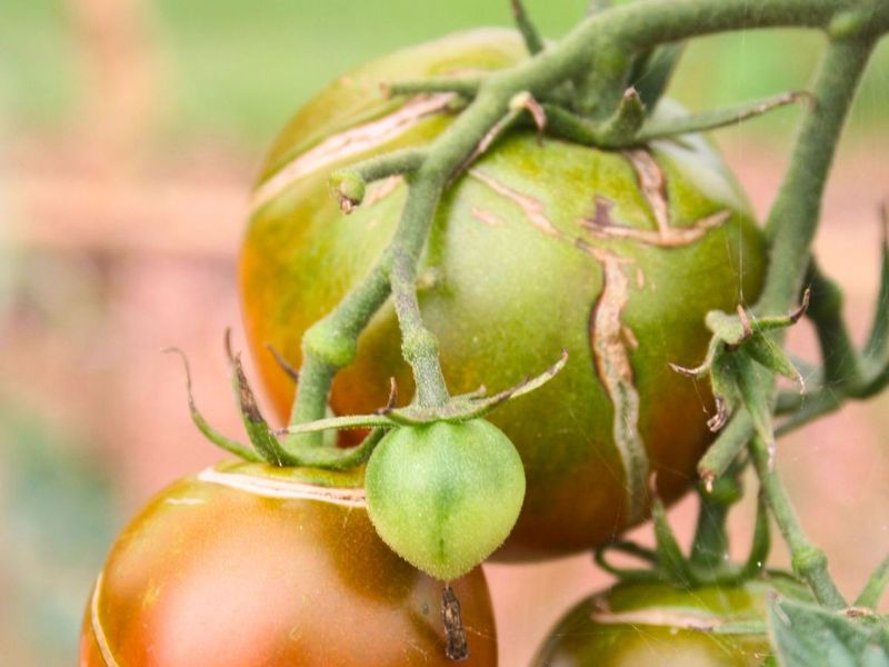 Heat and missing foliage leave ripening fruit more exposed