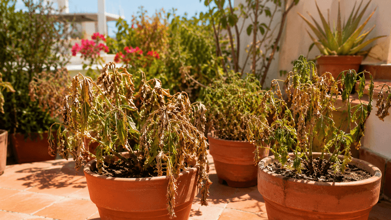 Heat can abort flowers even in moist soil