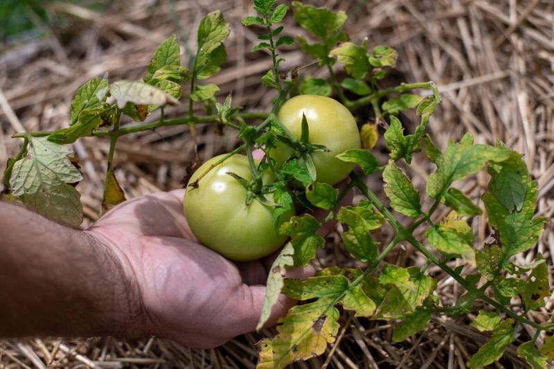 Heat can delay color after fruit has formed