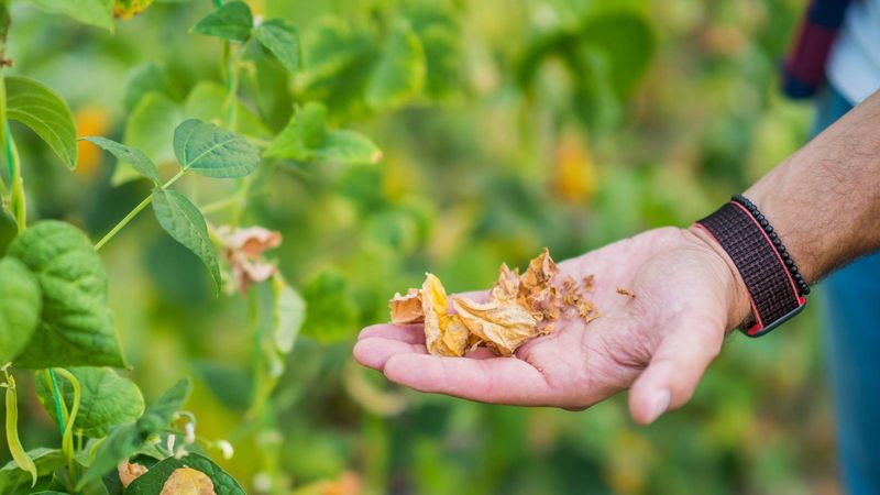 Heat can disrupt fruit set on any vine
