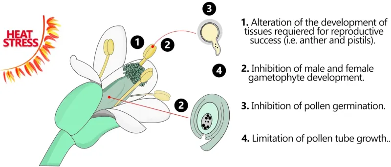 Heat can disrupt the flower’s entire reproductive process Heat can disrupt the flower’s entire reproductive process