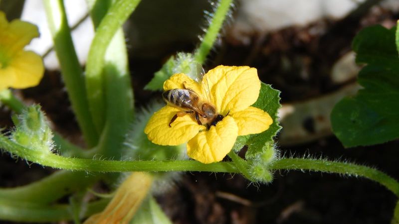 Heat can narrow the pollination opportunity without causing every failure Heat can narrow the pollination opportunity without causing every failure