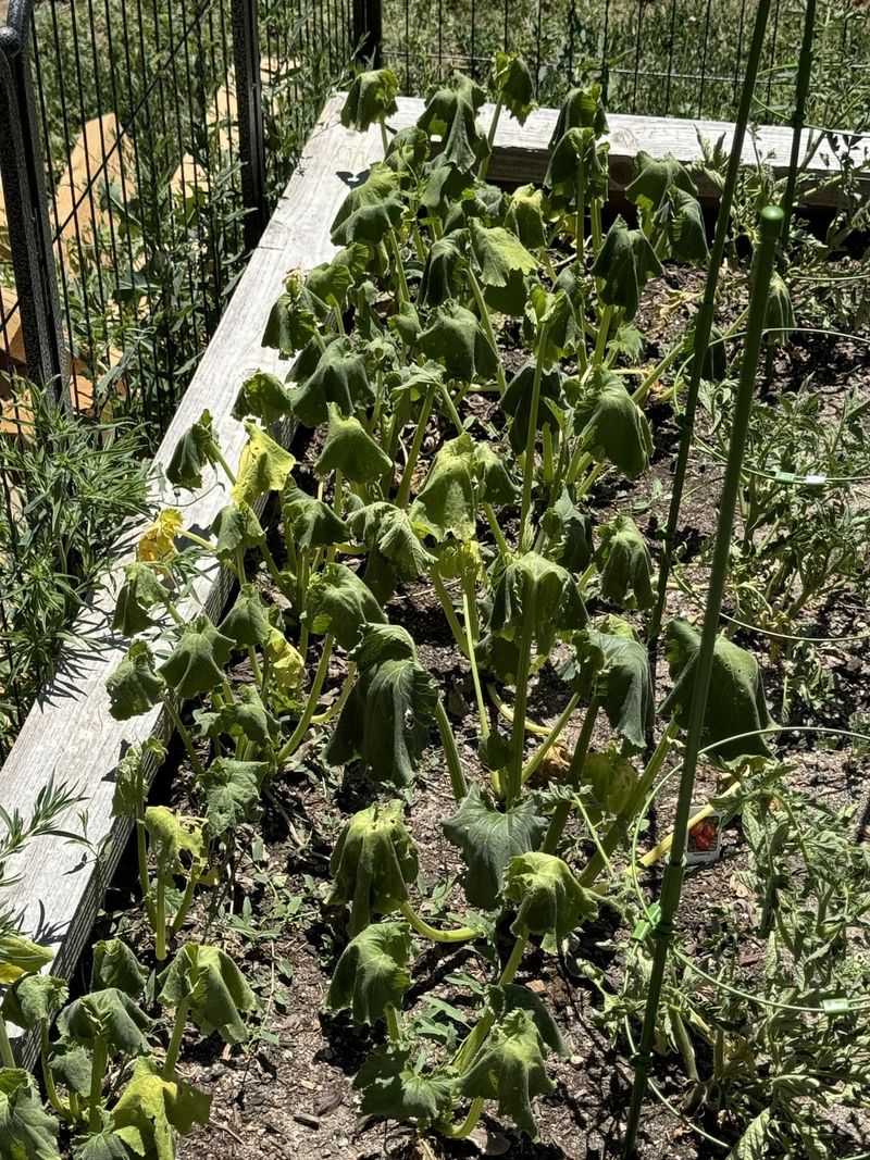 Heat can raise the plant’s stress load during fruit development