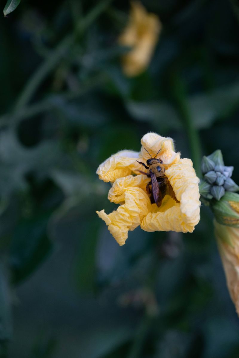 Heat disrupts several parts of the flowering window
