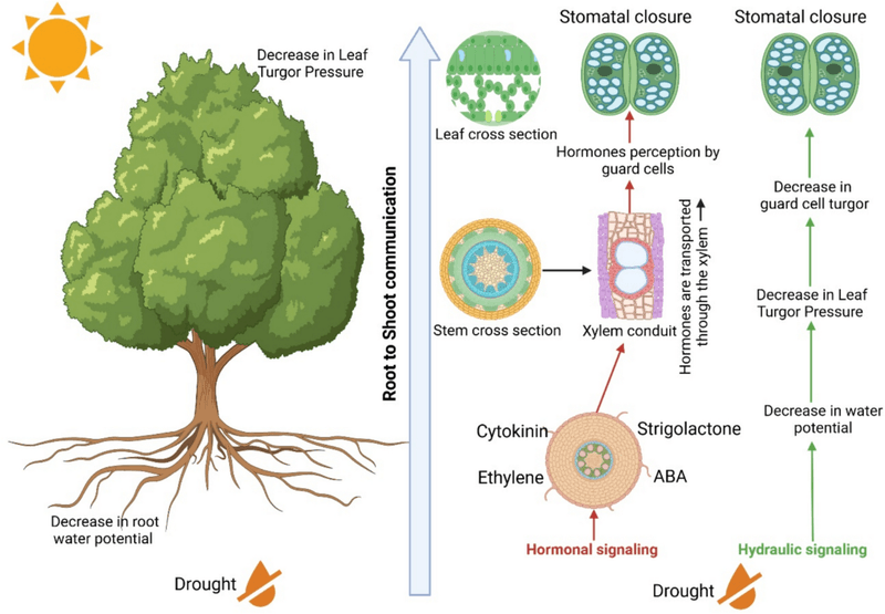 Heat exposes an imbalance between water loss and root uptake Heat exposes an imbalance between water loss and root uptake