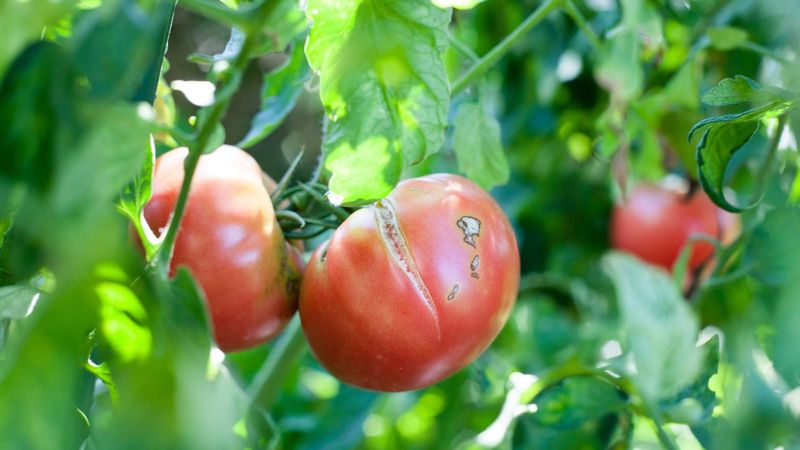 Heat, foliage, maturity, and variety change the risk Heat, foliage, maturity, and variety change the risk
