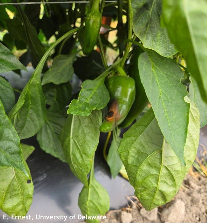 Heat interferes with peppers before ripening begins Heat interferes with peppers before ripening begins