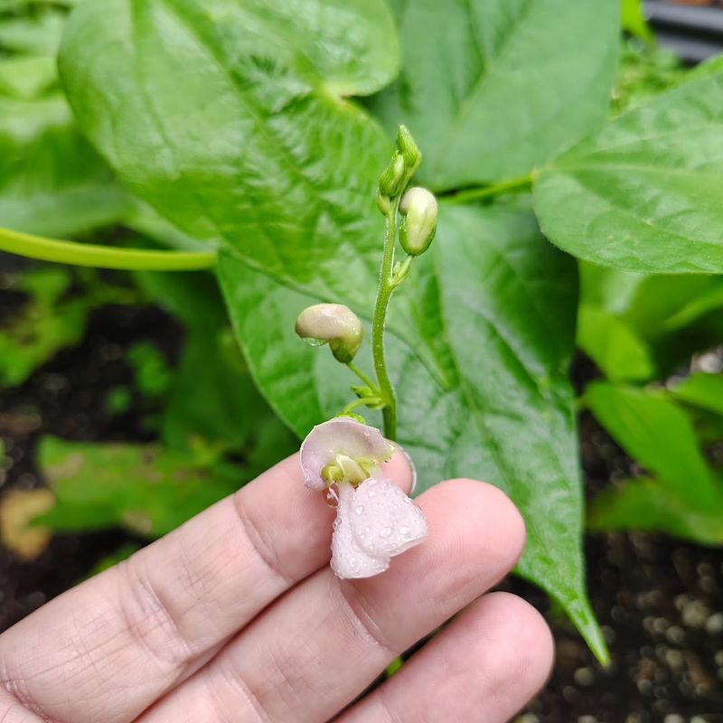 Heat interrupts fertilization before pods can fill Heat interrupts fertilization before pods can fill