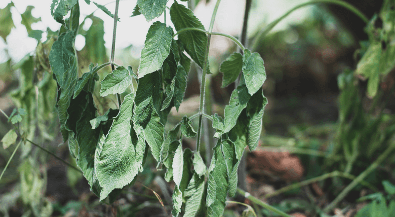 Heat may be the reason your tomato stopped