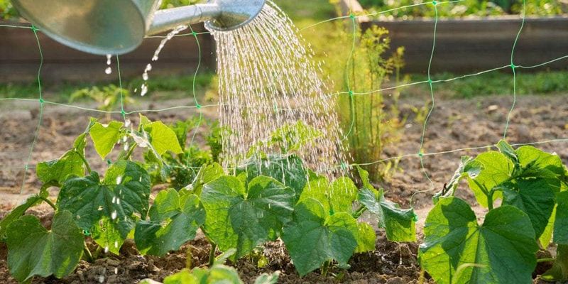 Heat, moisture, nitrogen, and harvest timing can limit fruit