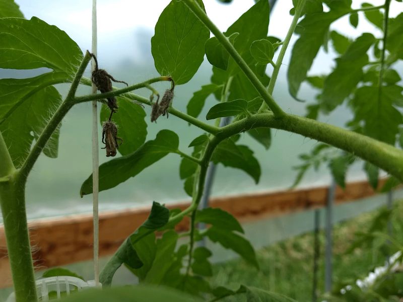Heat often explains the late-summer fruiting stall Heat often explains the late-summer fruiting stall