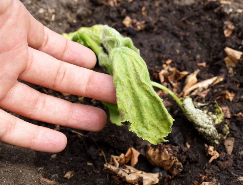 Heat stress can explain a vine that recovers every night Heat stress can explain a vine that recovers every night