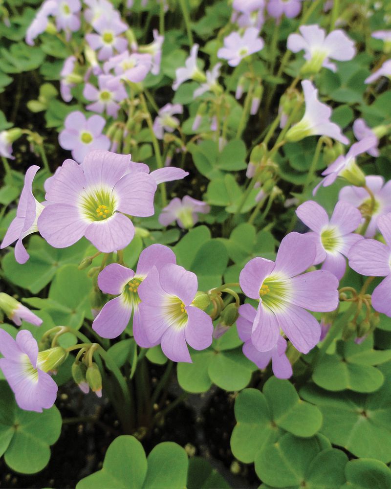 Documented Texas natives can also bloom purple
