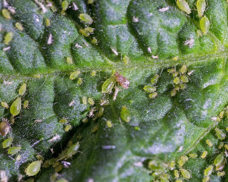 Are Tiny Pests Draining Your Plant?