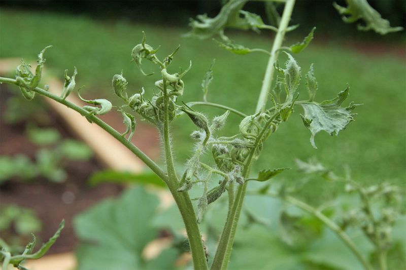 Herbicide Drift Herbicide Drift