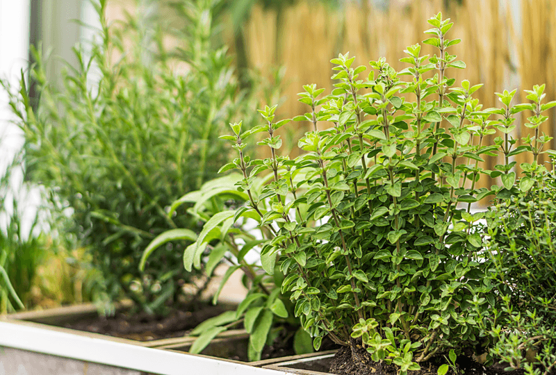 Herbs fill the gaps between green harvests Herbs fill the gaps between green harvests