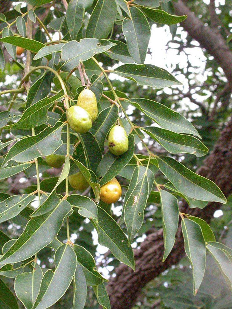 Hog Plum