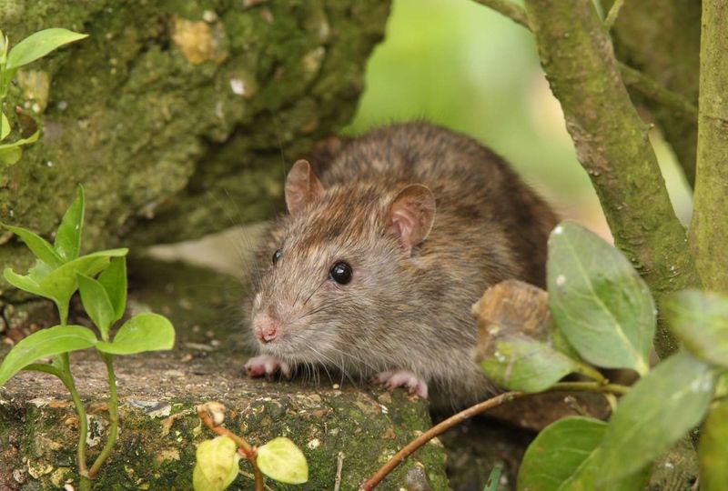 A Sudden Spike in Mice and Rats