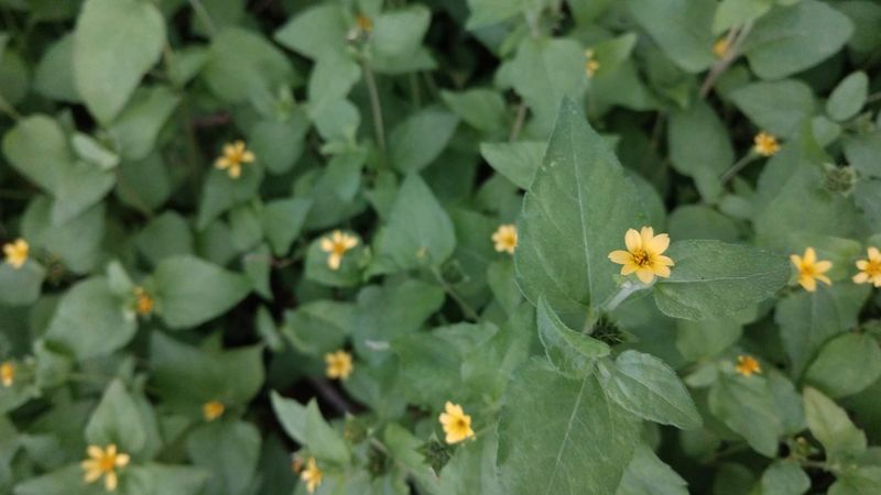 Horseherb (Calyptocarpus vialis)